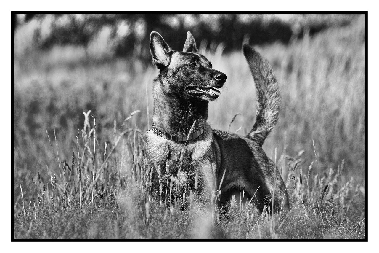 Pastor Belga Malinois